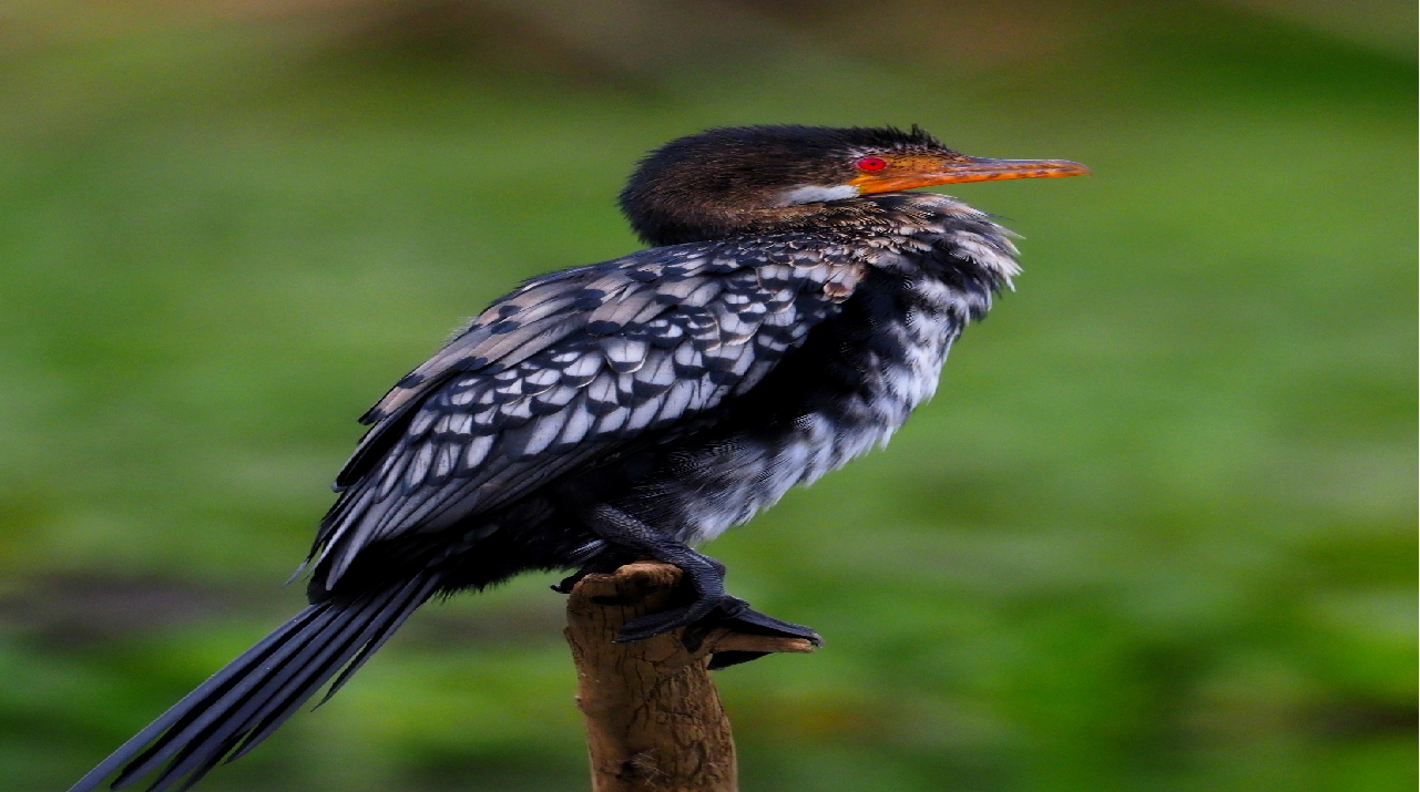 Historic Return: Reed Cormorant Breeds Again in Egypt After Over 100 Years